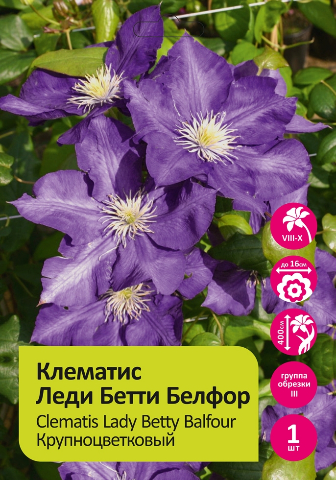 Клематис Леди Бетти Белфор 1шт гр.обрезки 3