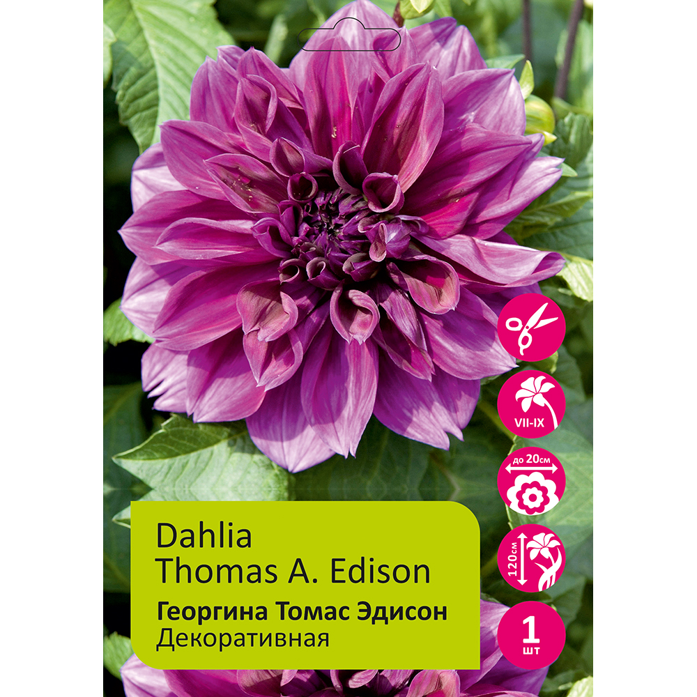 Георгина Томас Эдисон 1шт/Dahlia Thomas A. Edison