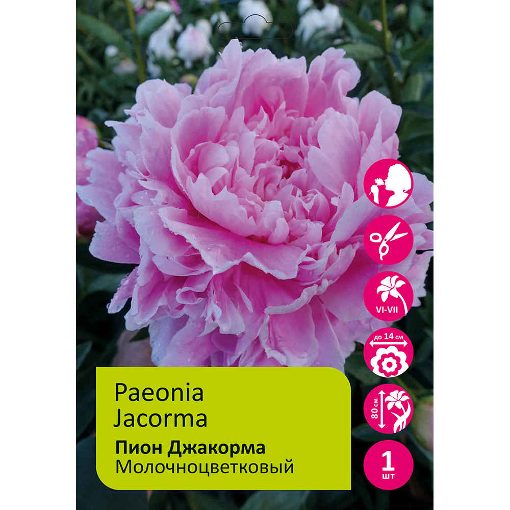 Пион молочноцветковый Джакорма 1шт 2/3 / Jacorma (Jia ma/Цзя Ма )