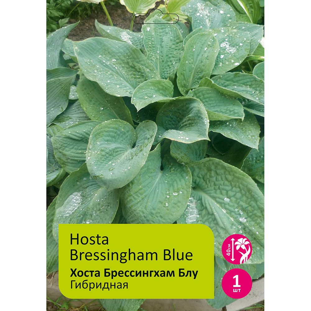 Хоста Брессингхам Блу 1шт/Hosta Bressingham Blue