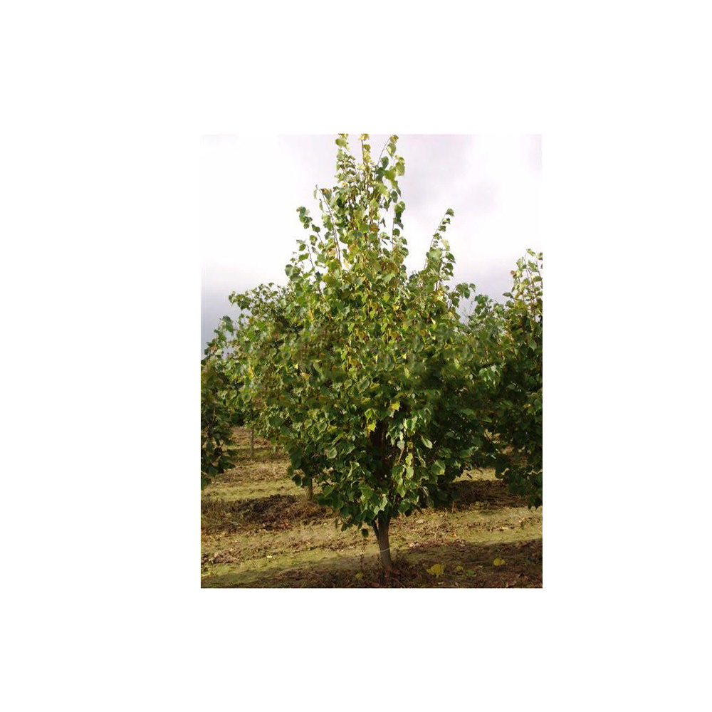 Липа мелколистная С5 (h 150-180) 1шт /Tilia cordata