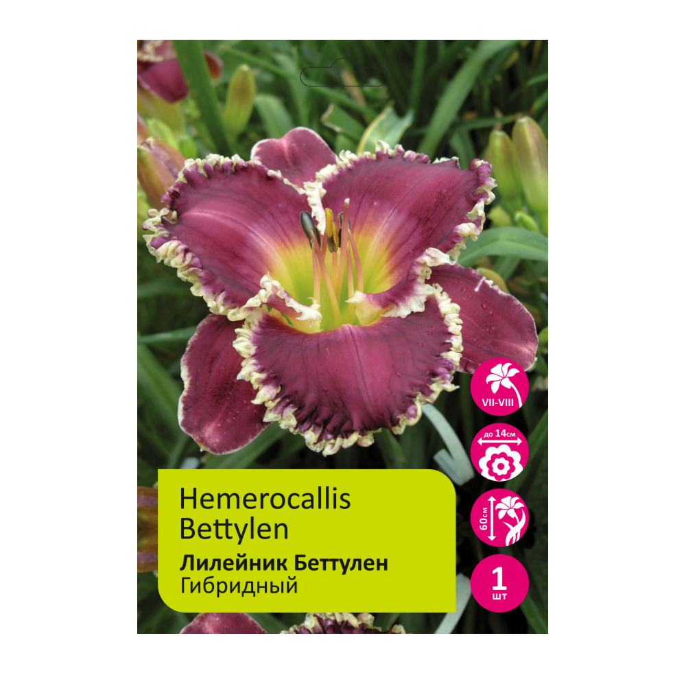 Лилейник Беттулен 1шт /Hemerocallis Bettylen