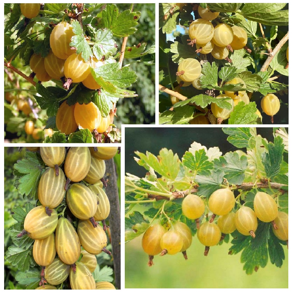 Крыжовник Куршу Дзинтарс 1шт/1