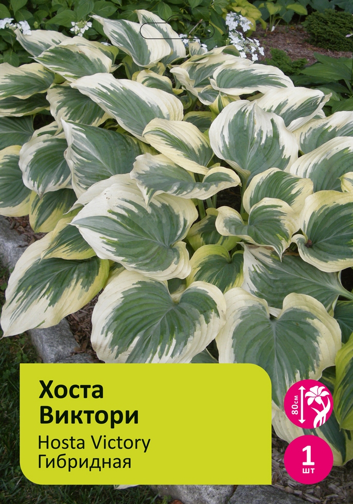 Луковичные Хоста Виктори 1шт/Hosta Victory