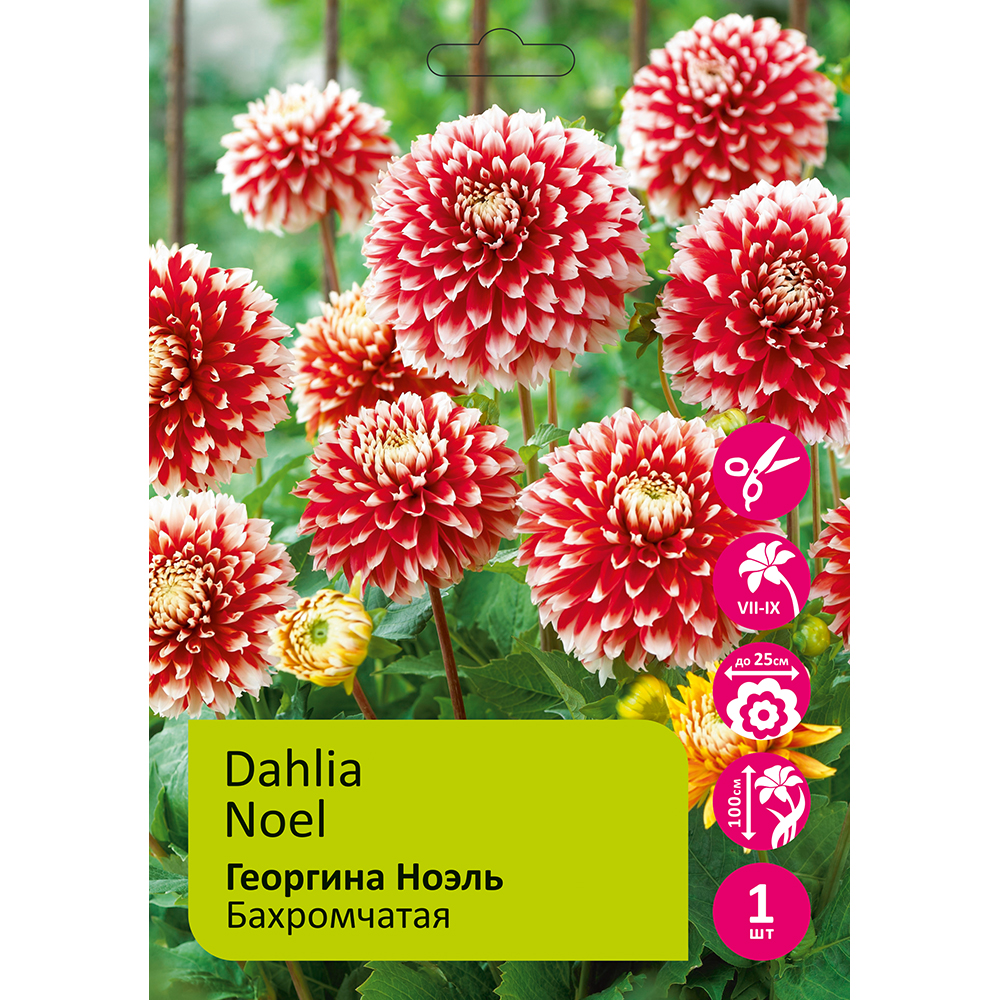 Георгина Ноэль 1шт/Dahlia Noel