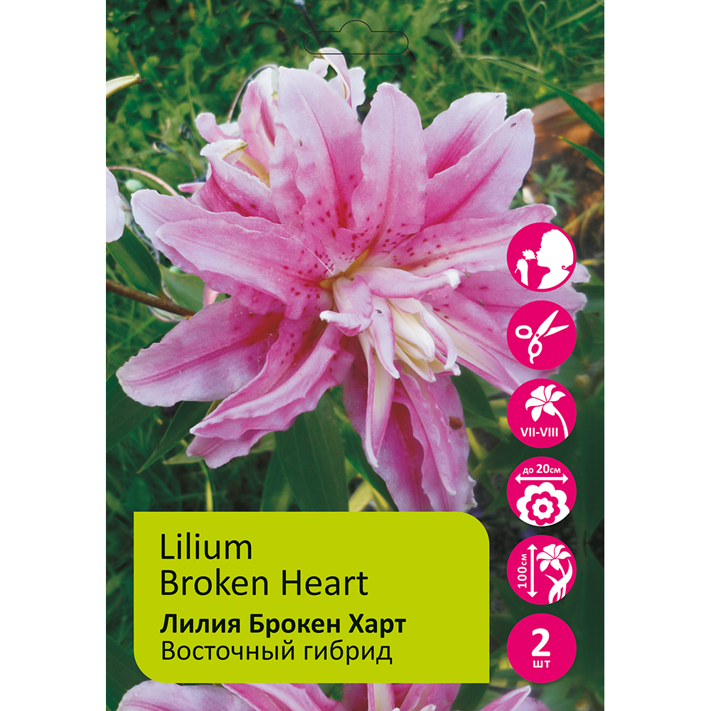 Лилия Брокен Харт 2шт 14/16/ Lilium Broken Heart