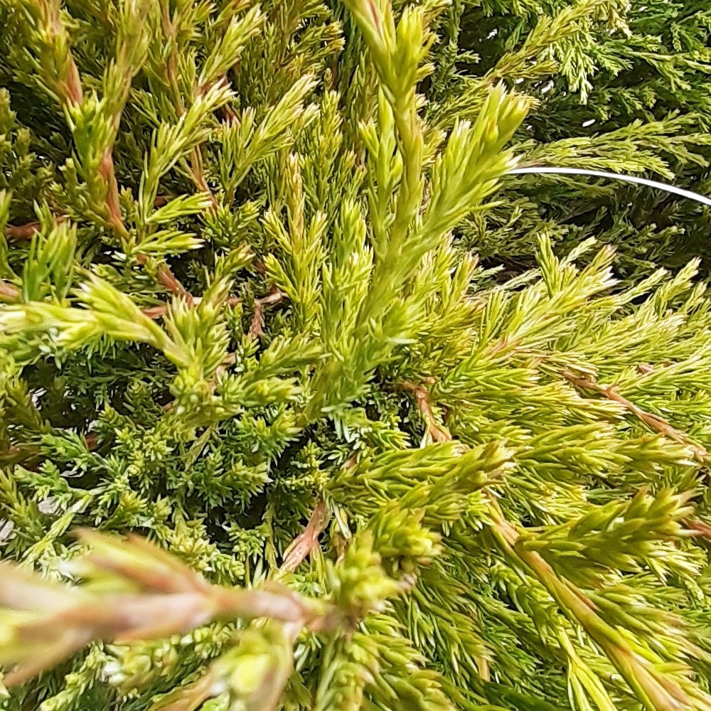 Можжевельник горизонтальный Андора Компакта С5 1шт /Andora Compacta