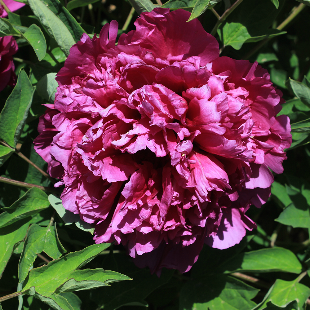 Пион древовидный Отражение чистой реки 1шт /Paeonia Jing He Zi (Цзин Хэ Цзы)