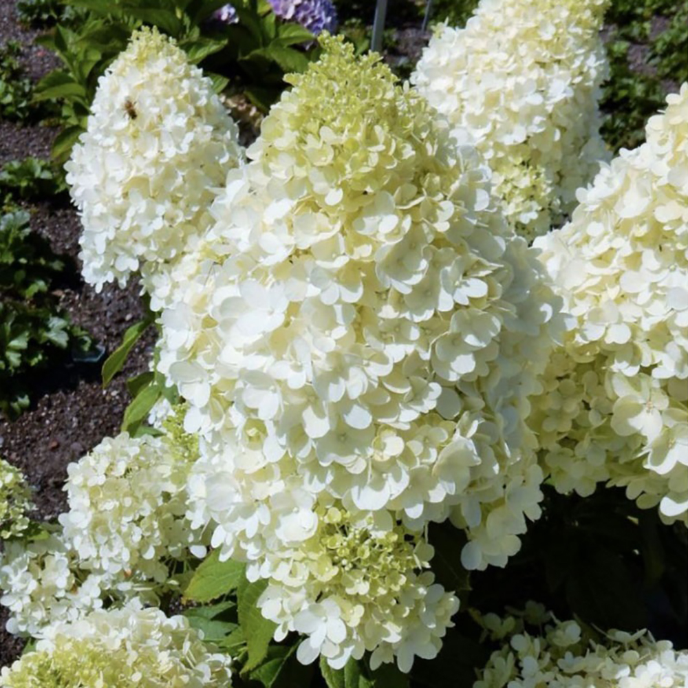 Гортензия метельчатая Мэджикал Маттерхорн 1шт.