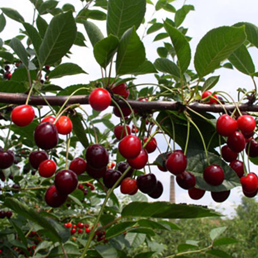 Вишня Морозовка 1шт.