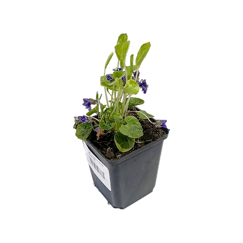 Фиалка/виола душистая Р9 1шт/Viola odorata