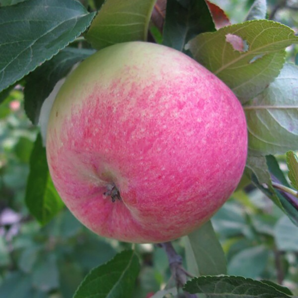 Яблоня Грушовка Московская/подвой семенной (в сетке) 1шт