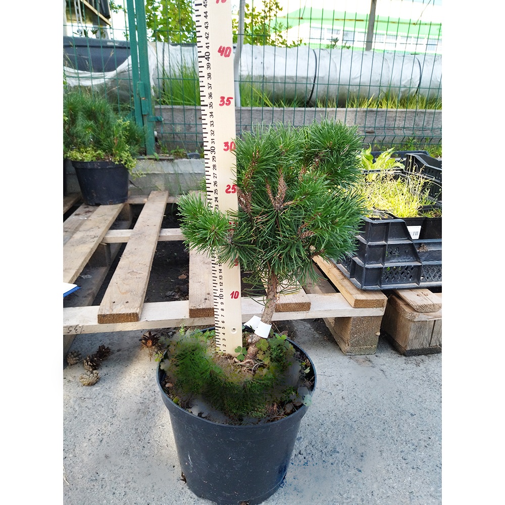 Сосна горная Гном H20-40 в горшке 5 л  1шт