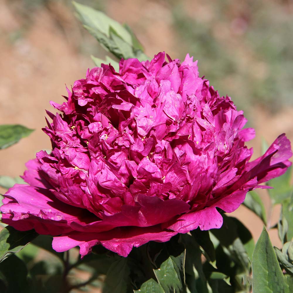 Пион древовидный Пурпурная прелесть 1шт /Paeonia Jing Yan Zi (Цзин Янь Цзы)