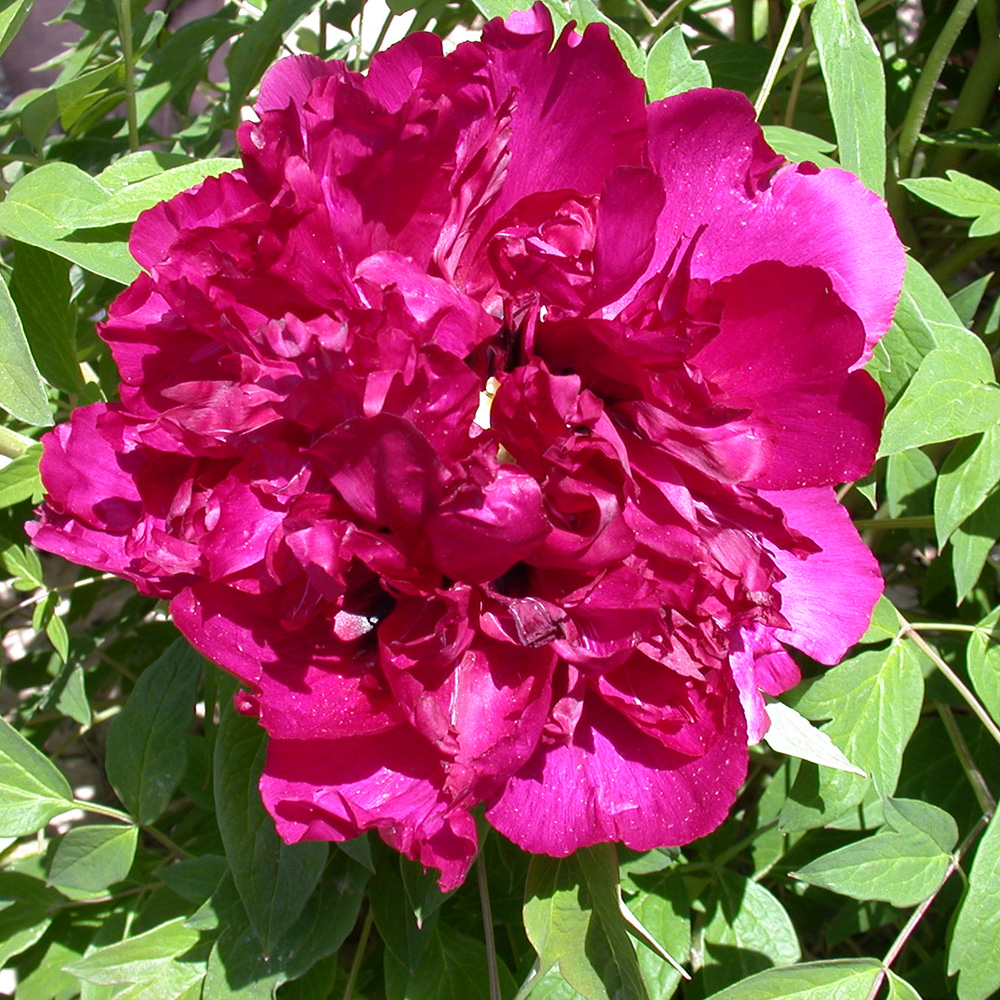 Пион древовидный Огненное сияние столицы 1шт/Paeonia Jing Xuan Hong (Цзин Сюань Хун)