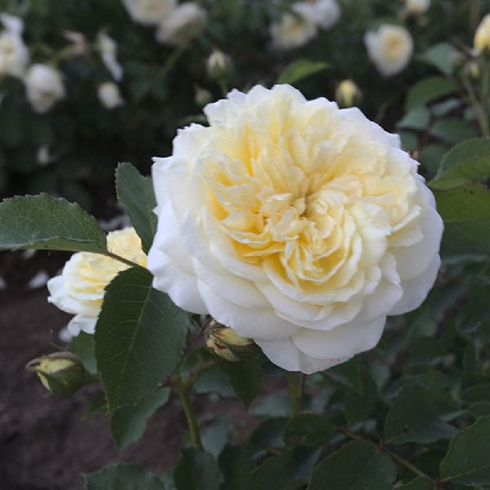 Роза Грехам Томас английская 1шт /Graham Thomas /20