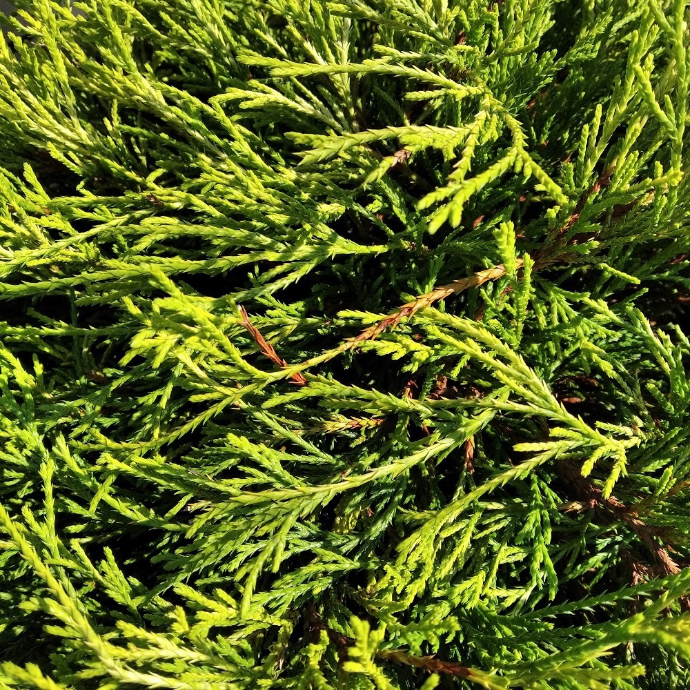 Кипарисовик горохоплодный СанГолд С7,5 1шт / Chamaecyparis pisifera Sungold