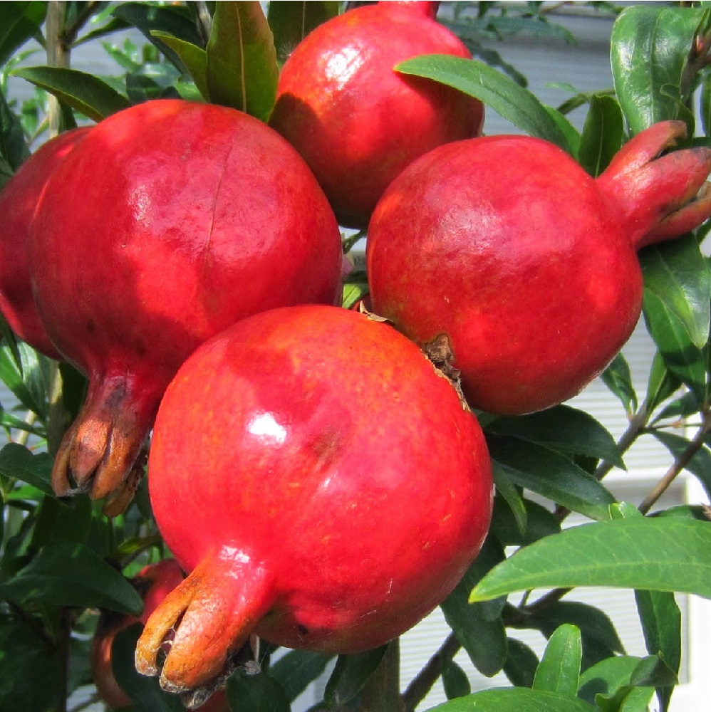 Гранат карликовый Нана 1шт  /24