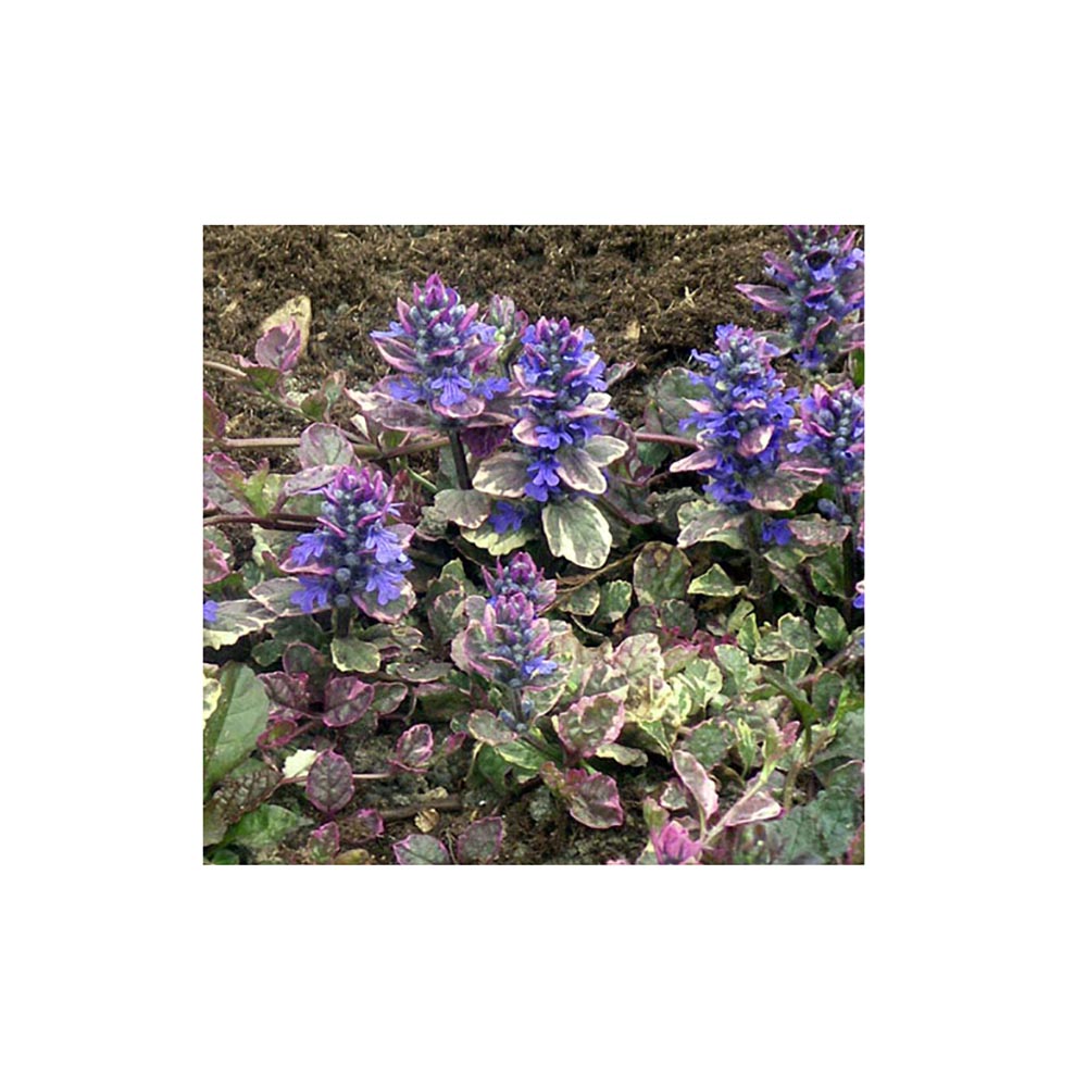 Живучка ползучая Бургунд Глоу Р9 1шт/Ajuga reptans Burgund Glow