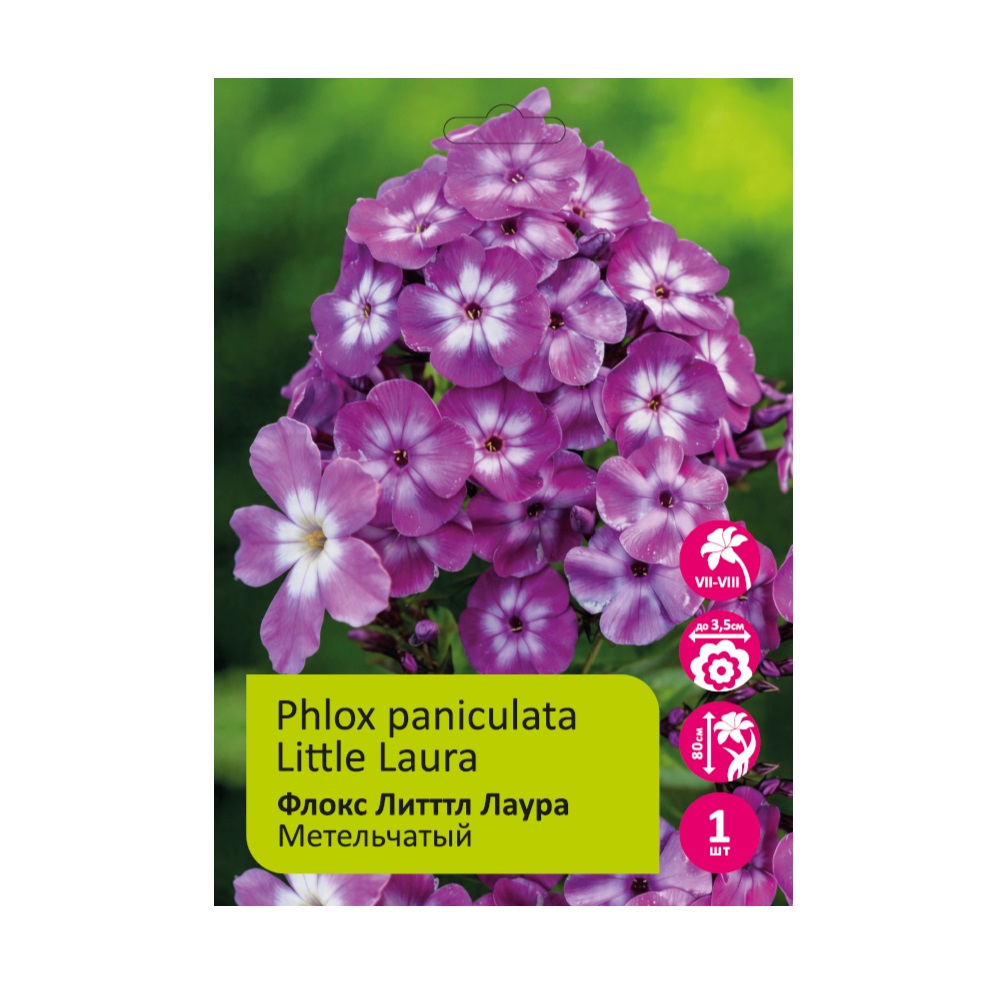 Флокс Литл Лаура 1шт метельчатый /Phlox Paniculata Little Laura