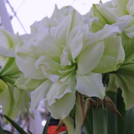 Гиппеаструм/Амариллис Марилин 1шт 24/26 /Amaryllis Marilyn