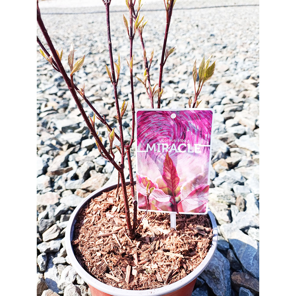 Дерен белый Миракл Верпален02 С3 1шт/Cornus alba MIRACLE Verpaalen02