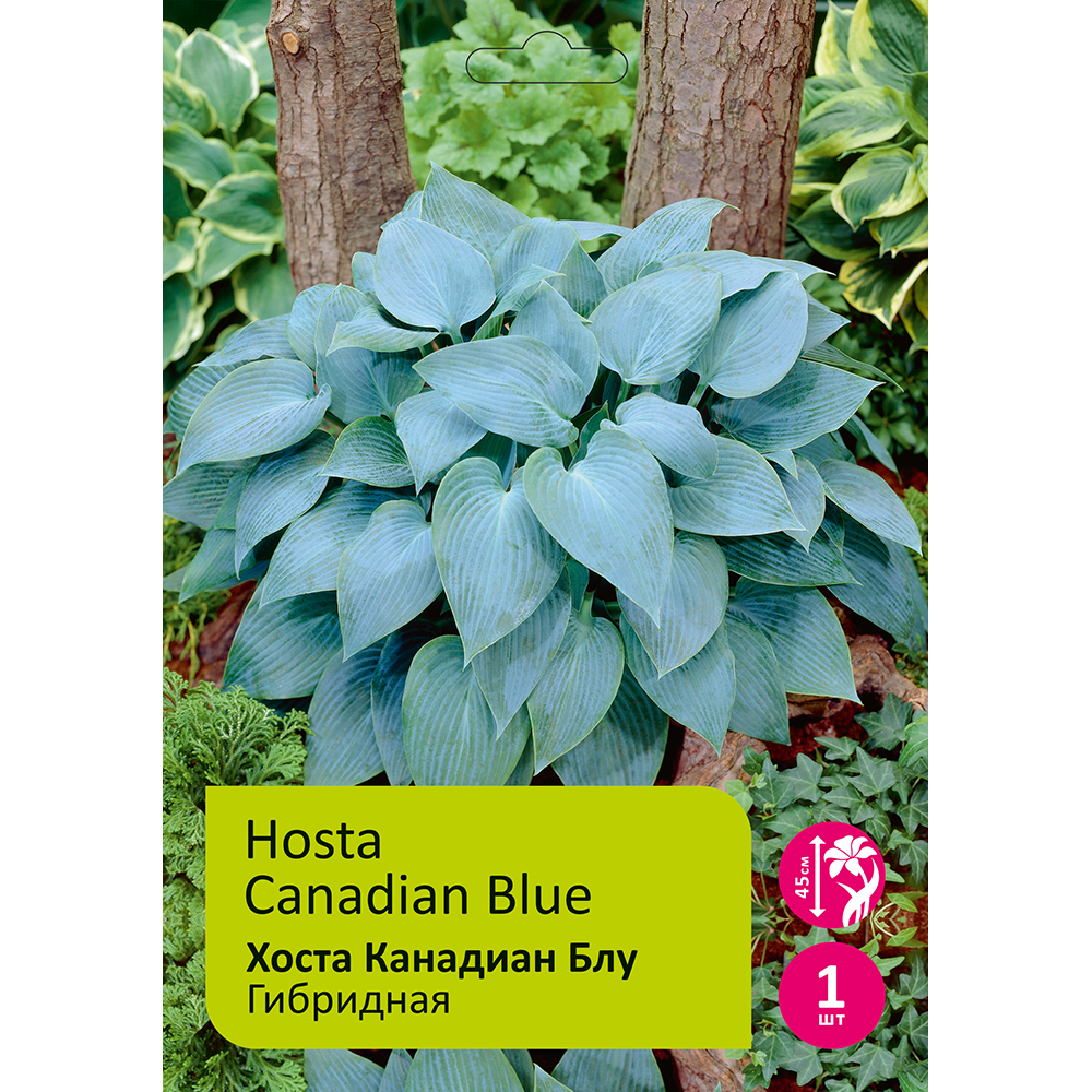 Хоста Канадиан Блу 1шт/Hosta Canadian Blue