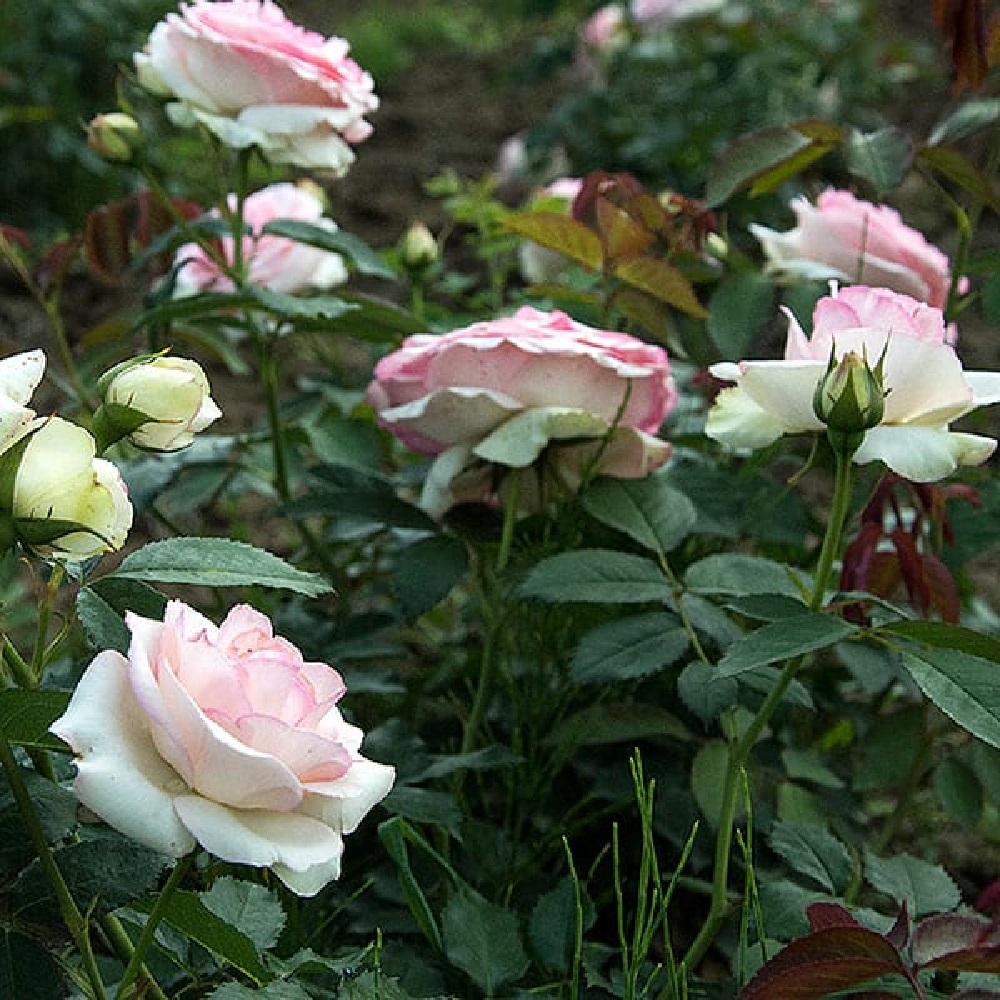 Роза Пьер де Ронсард грандифлора 1шт /Pierre de Ronsard  /20