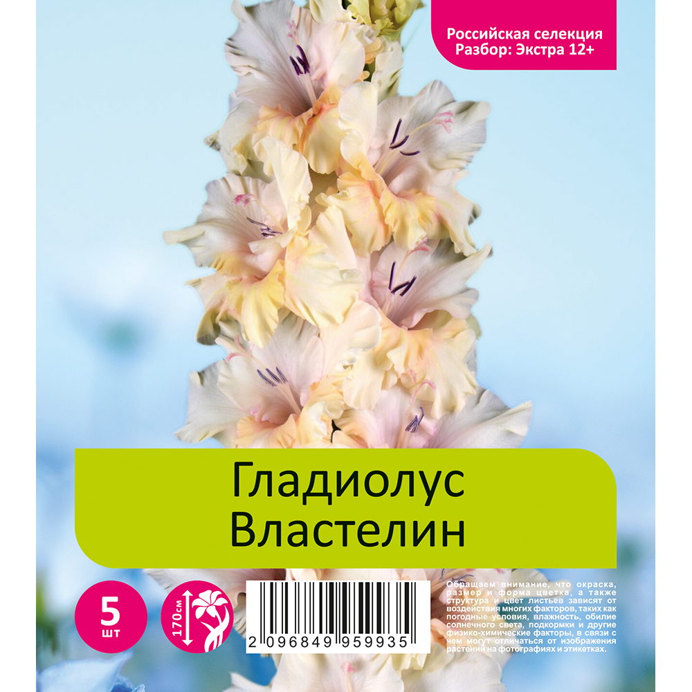 Гладиолус Властелин 5шт  (разбор экстра  12+)