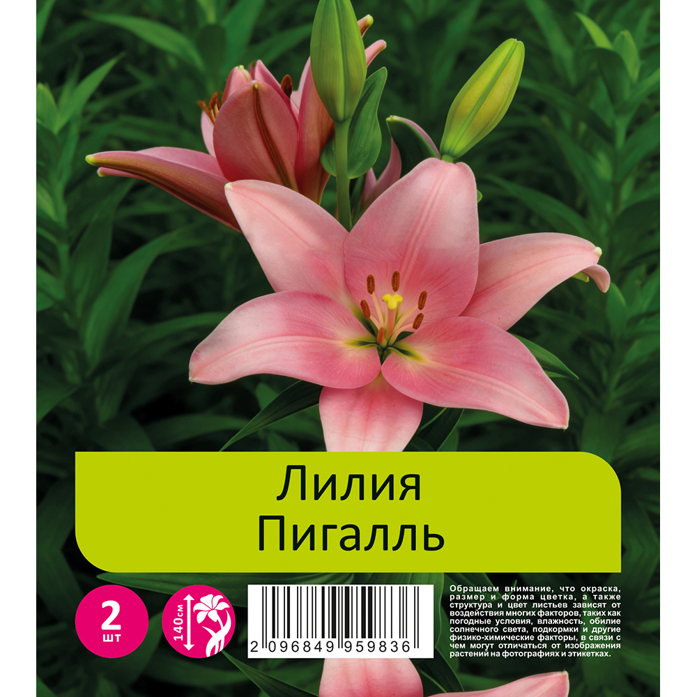 Лилия Пигалль 2шт 16/18 ЛА-гибрид / Lilium Pigalle