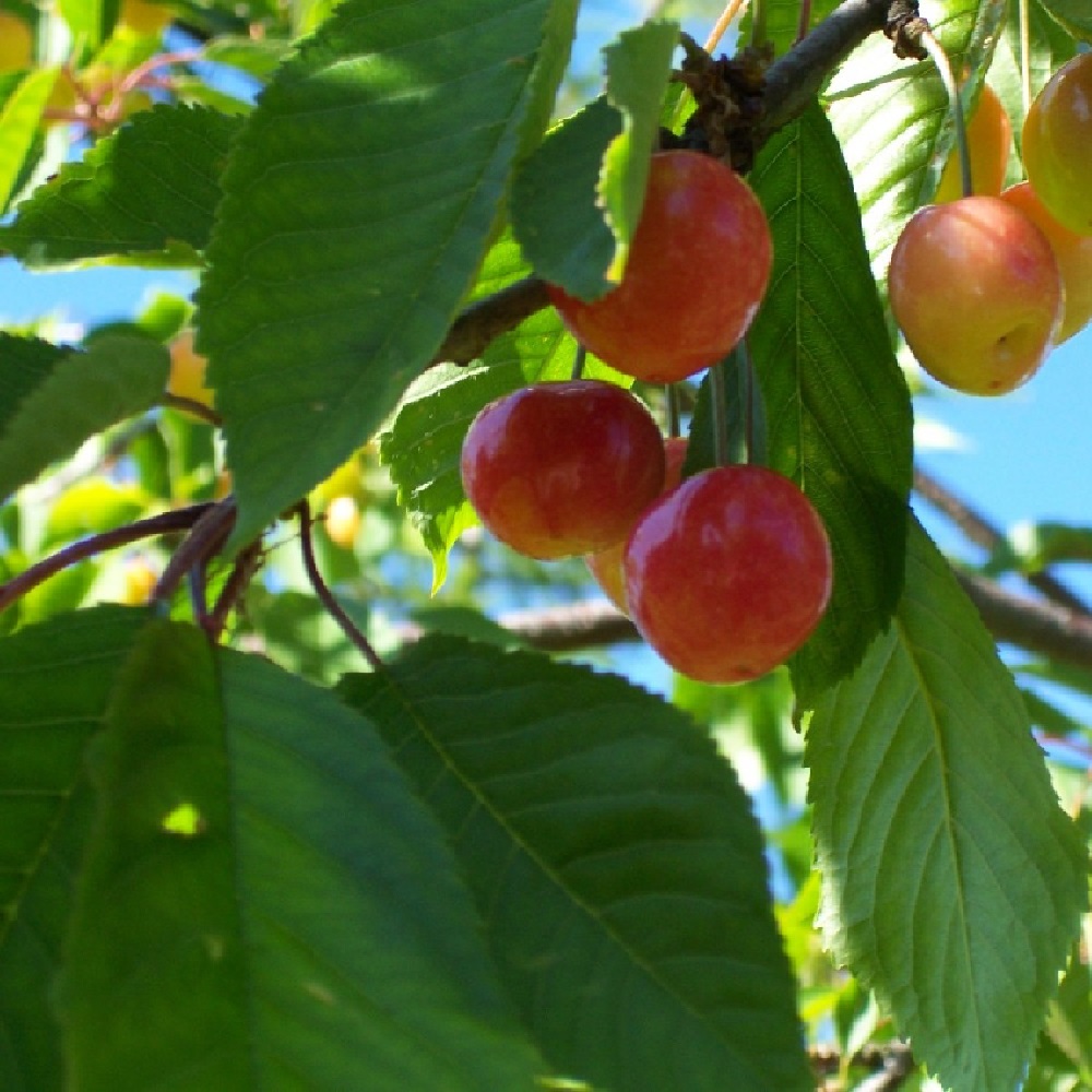 Черешня Дрогана желтая С2 1шт.