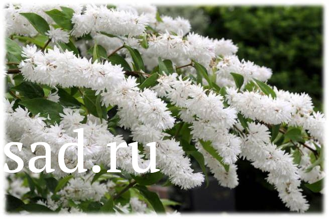 Дейция шершавая Розеа Плена С2  1шт/Deutzia Rosea Plena