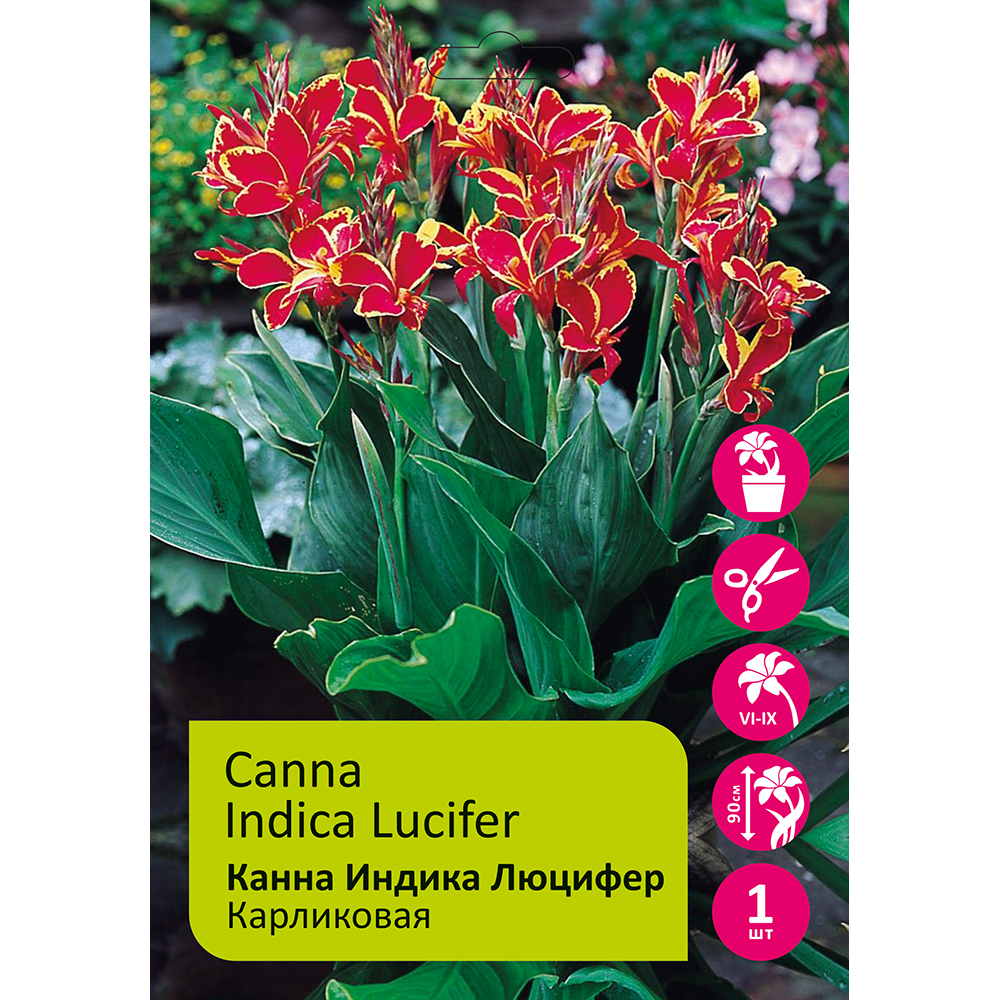 Канна Индика Люцифер карликовая 1 шт/ Canna lndica Lucifer