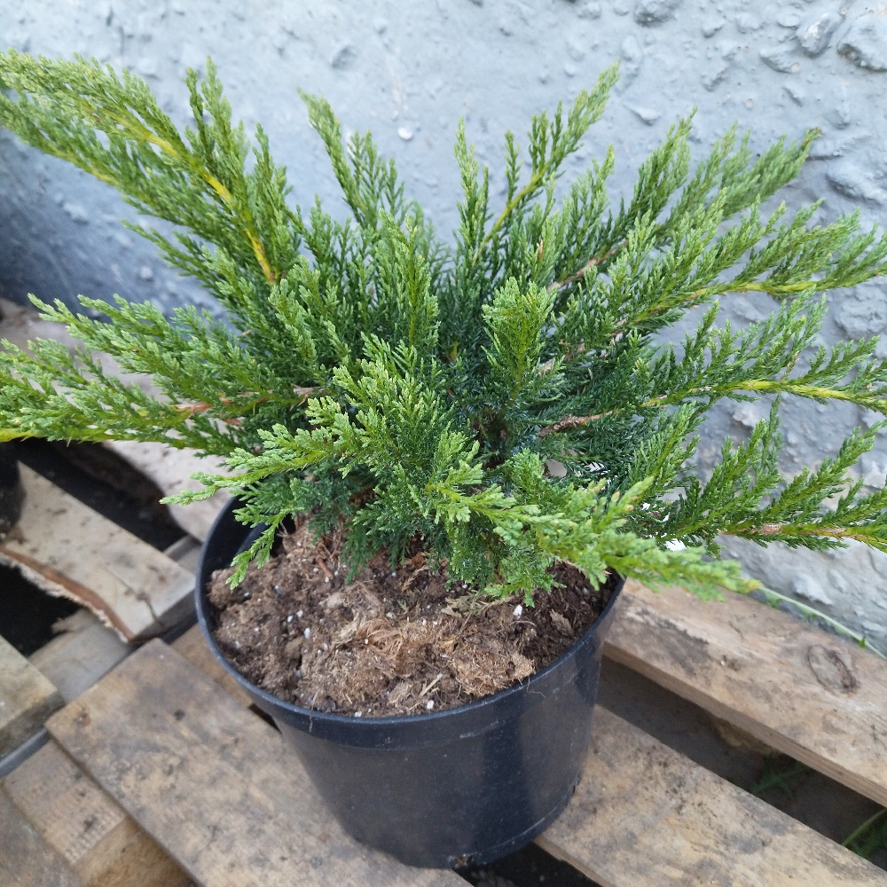 Можжевельник казацкий Тамарисцифолия в горшке 5 л  1 шт