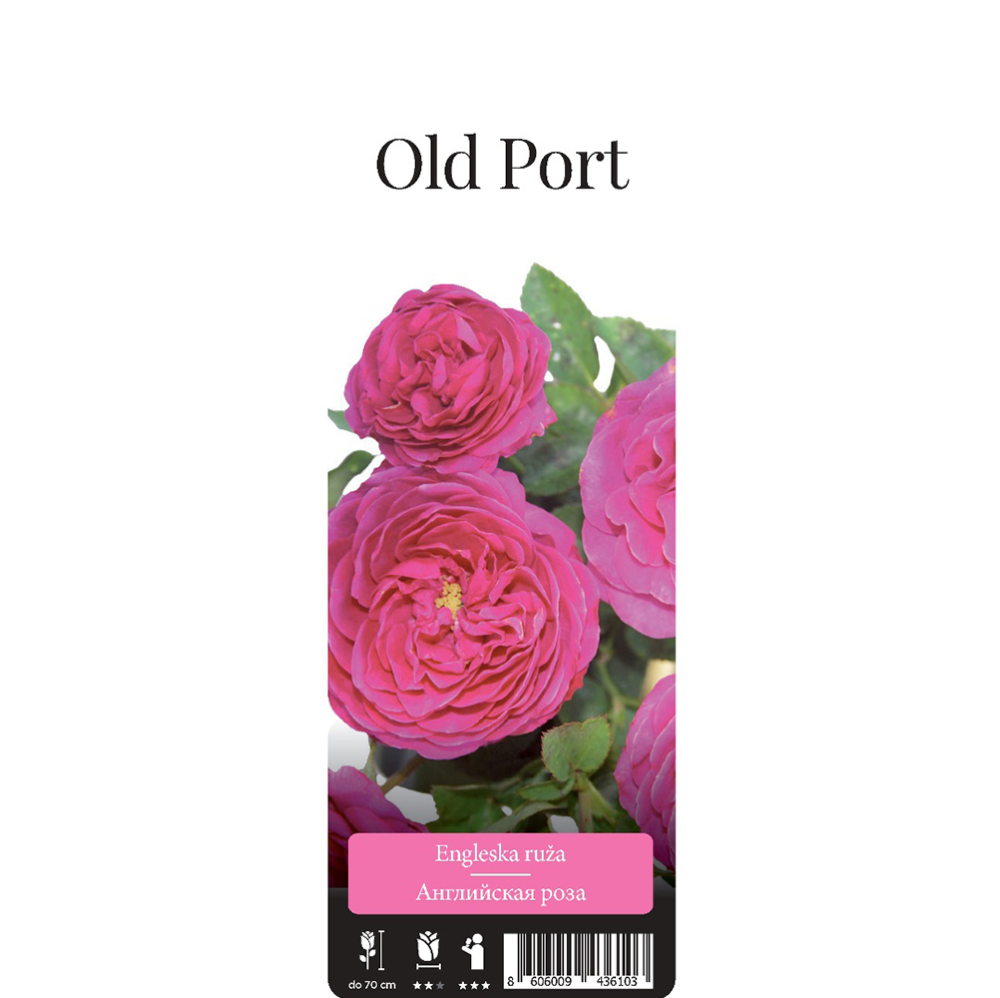 Роза Олд Порт английская 1шт / Old Port  /20