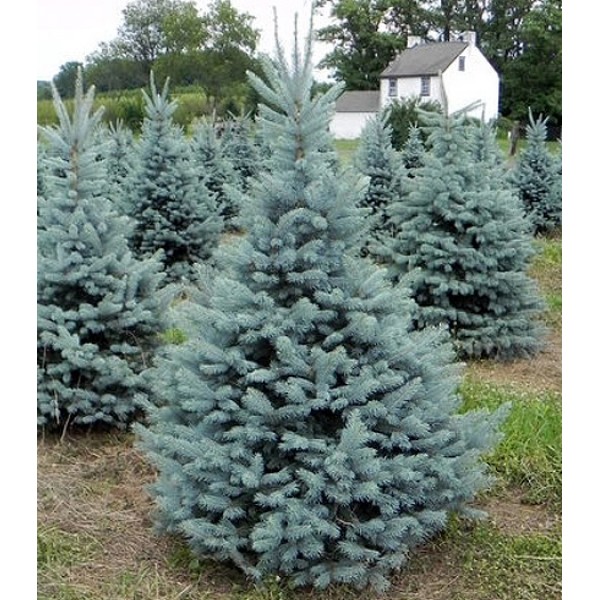 Ель колючая Фет Альберт Н=160-180см ком60  1шт