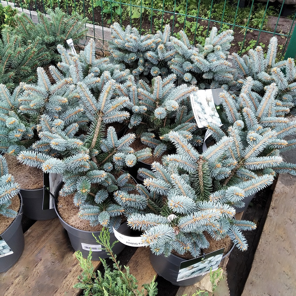 Ель колючая Глаука Глобоса  в горшке 7,5л (высота растения 30-40см) 1шт / Picea pungens Gauca Globosa 