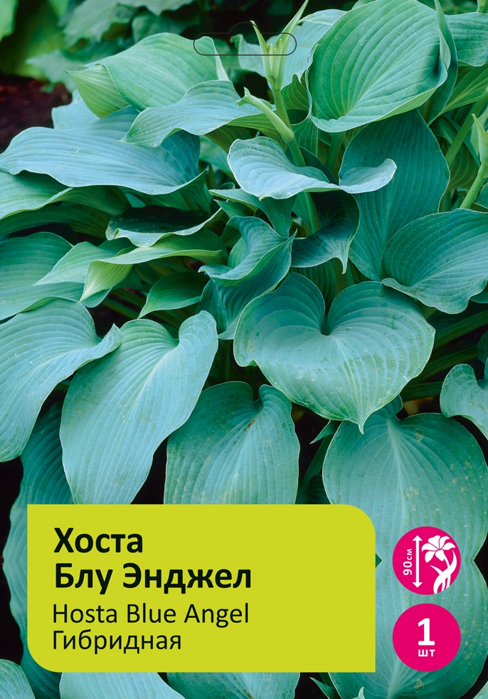 Луковичные Хоста Блю Энджел 1шт/Hosta Blue Angel