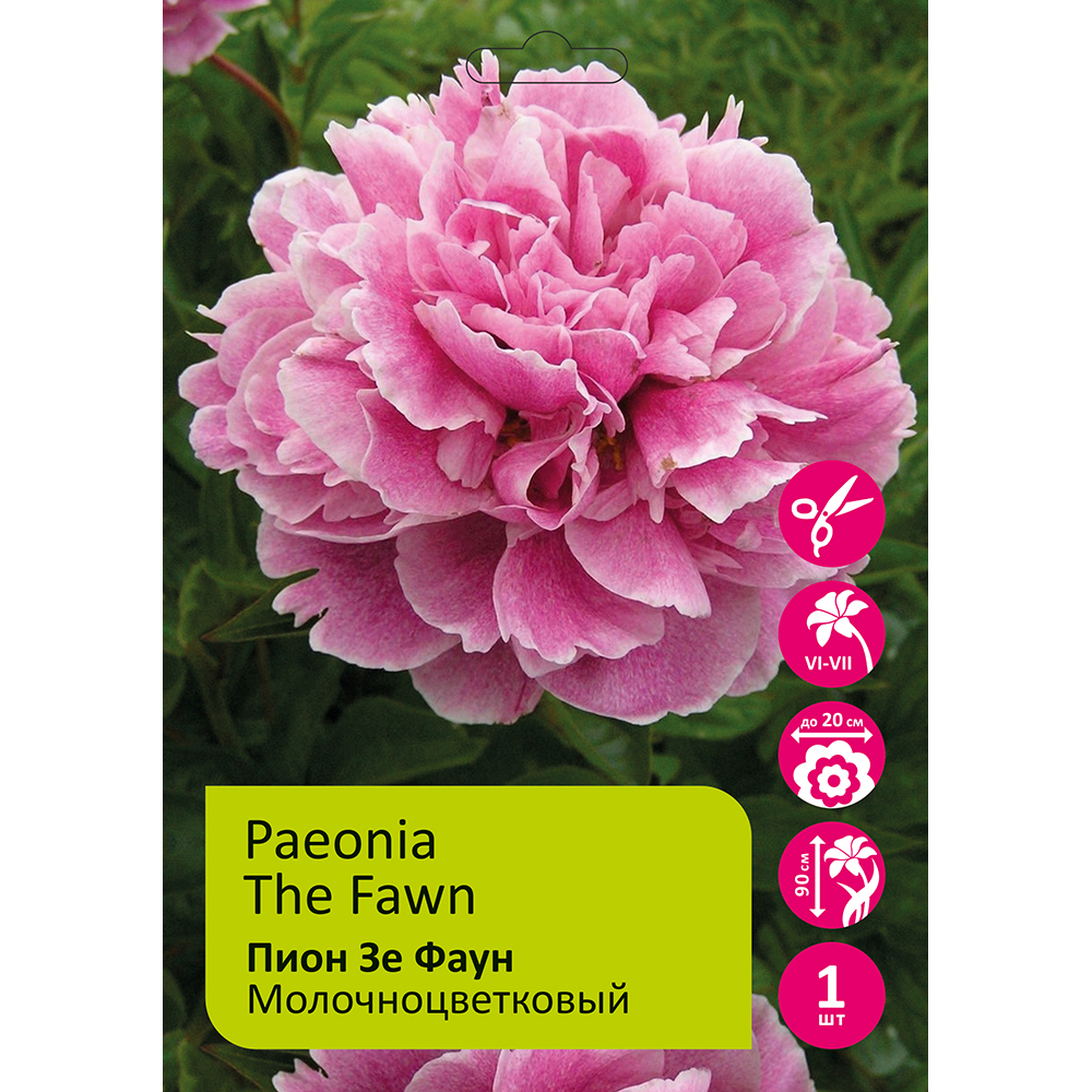 Пион молочноцветковый Зе Фаун 1шт 2/3 / The Fawn (Xiao lu /Сяо Лу)