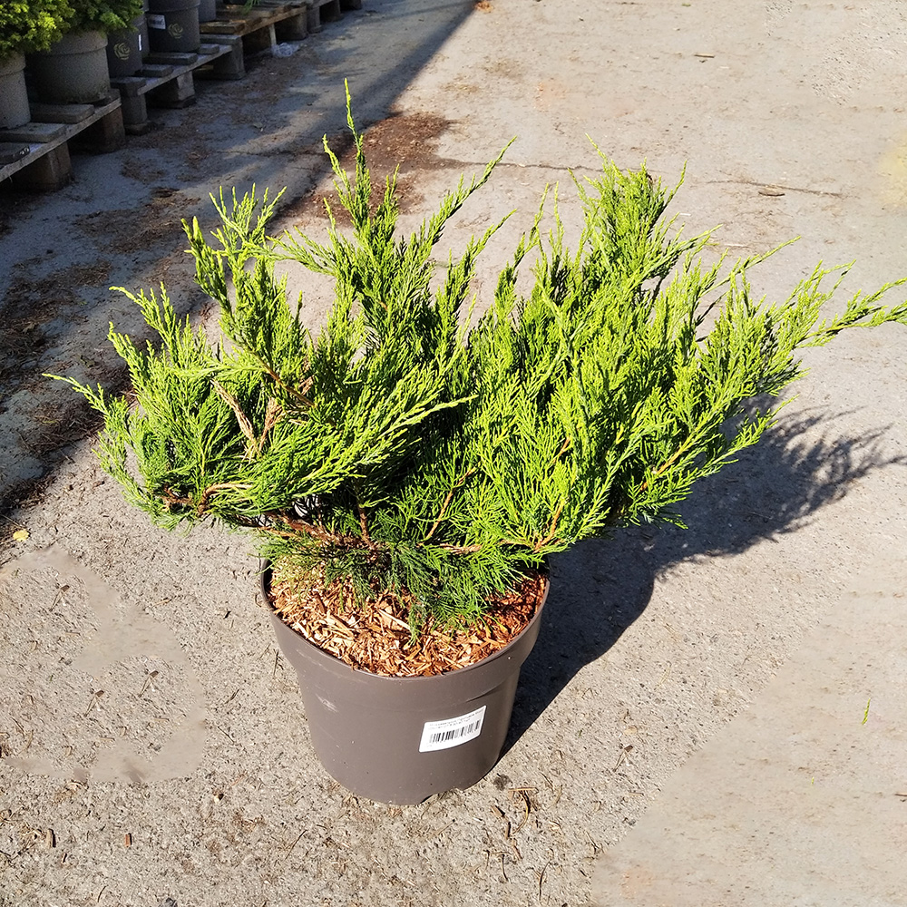 Можжевельник Пфитцера Минт Джулеп С7,5 (высота 30-40см) 1шт/Juniperus pfitzeriana Mint Julep