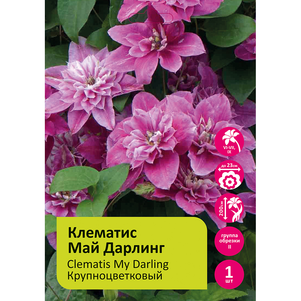 Клематис Май Дарлинг 1шт гр.обрезки 2 / Clematis My Darling 