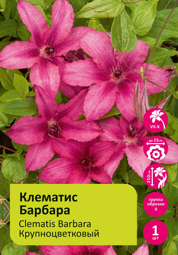 Клематис Барбара 1шт гр.обрезки 3