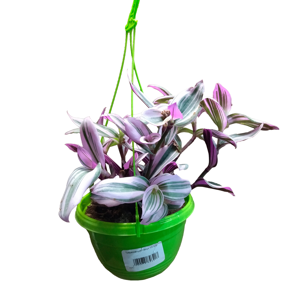 Традесканция Нанук в подвесном кашпо 2,0л/ 1