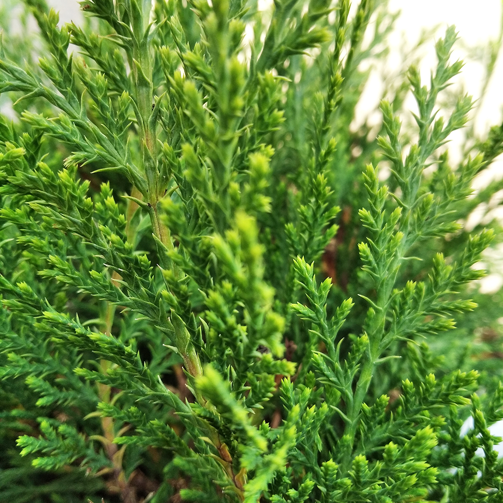 Микробиота перекрестнопарная С3 (высота 30-40см) 1шт/Microbiota decussata