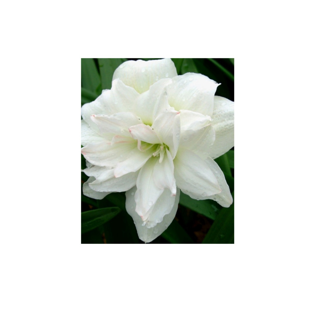 Гиппеаструм/Амариллис Арктик Нимф 1шт 24/26/Amaryllis Arctic Nymph