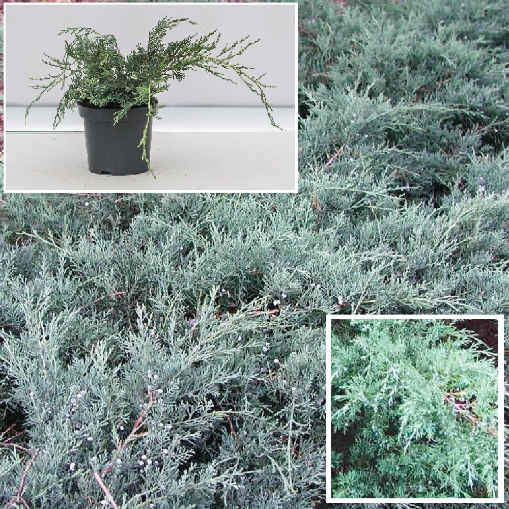 Можжевельник виргинский Грей Оул С3 (высота 25-30см) 1шт/ Juniperus virginiana Grey Owl