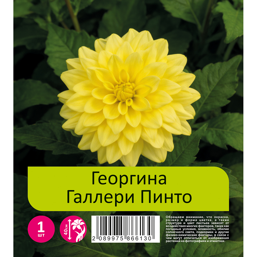 Георгина Галлери Пинто 1шт / Dahlia Gallery Pinto