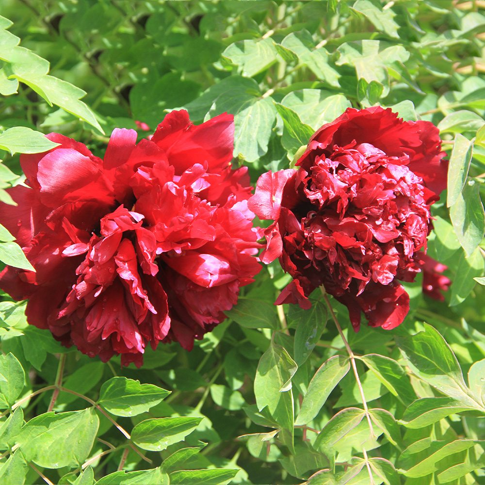 Пион древовидный Ночной венец 1шт/Paeonia Jing Hua Mo Guan (Цзин Хуа Мо Гуань)