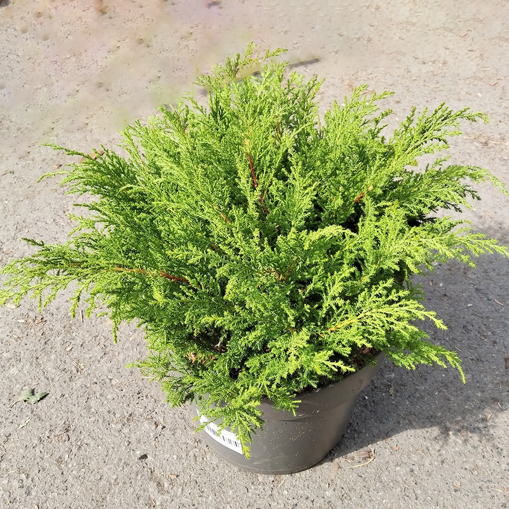 Микробиота перекрестнопарная Фуз Бол в горшке 7,5л (высота 30-40)1шт/Microbiota decussata Fuzz Ball