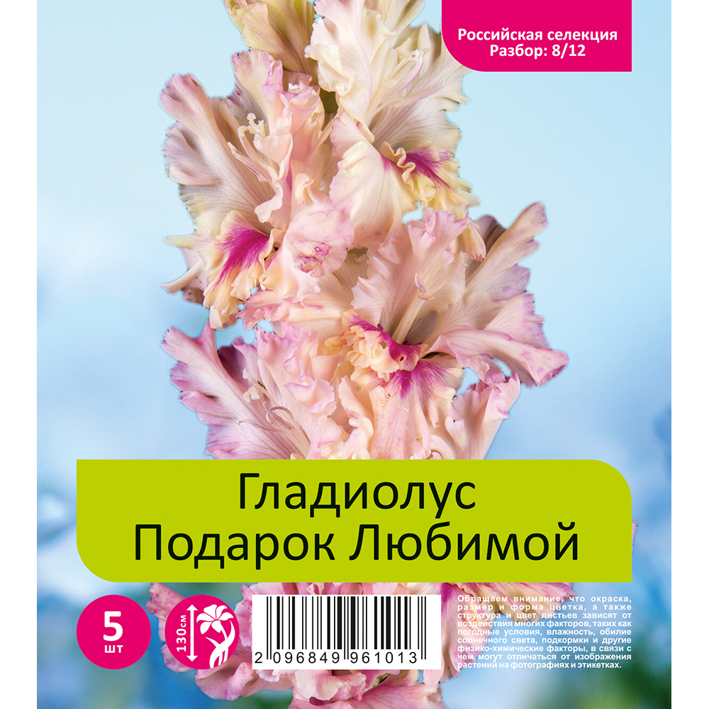 Гладиолус Подарок Любимой 5шт  (разбор 8/12)